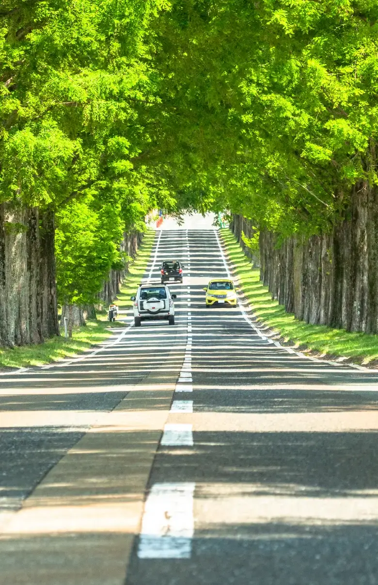 木に囲まれた車道